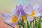 USA, Washington State, Seabeck. Close-up of crocus flowers. Art Print